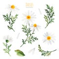 Watercolor Summer collection with leaves,daisies flowers,branches Royalty Free Stock Photo