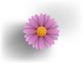 Daisy flower vector illustrations, beautiful flower in 3d style.