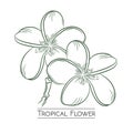 Tropical flower vector design in handrawn style