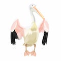 Pelican cartoon bird icon on white background illustration. Royalty Free Stock Photo