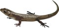 Brown Lizard Reptile Animal Vector Illustration