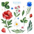 Watercolor Summer collection with leaves,strawberry,flowers,branches Royalty Free Stock Photo