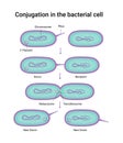 Vector illustration of Conjugation in the bacterial cell