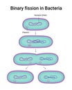 Vector illustration of Binary fission in Bacteria. Reproduction