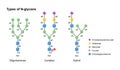 Vector types of N-glycans. Oligomannose, complex and hybrid.