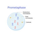 Vector illustration of Mitosis phase. Prometaphase Royalty Free Stock Photo