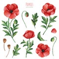 Watercolor Summer collection with leaves,poppies flowers,branches