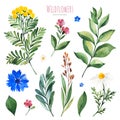 Watercolor Summer collection with leaves,twigs,flowers,branches,cornflower,chamomile