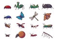 Set of different insect Premium Vector Royalty Free Stock Photo