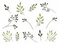 Hand drawn watercolor illustration. Botanical clipart with branches and leaves. Greenery. Floral Design elements. Perfect for wedd