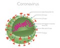 Coronavirus structure. Cross section of virion of coronavirus (COVID-19) Vector Illustration