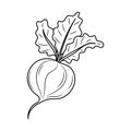 Simple hand drawn Radish vector illustration