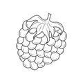 Raspberries hand drawn outline vector illustration