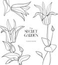 Clematis flower. Vintage elegant flowers. Black and white vector illustration. Botany vector illustration. Royalty Free Stock Photo
