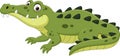 Cartoon crocodile isolated on white background Royalty Free Stock Photo