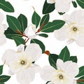 Seamless floral pattern with white tropical magnolia flowers with leaves on white background. Royalty Free Stock Photo