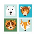 Tiger, monkey, fox and white bear