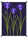 Iris blue garden flower illustration