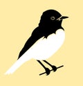 Black and white Variable wheatear bird