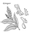 Ginger ZÃÂ«ngiber officinÃÂle, spice, plant flower roots Royalty Free Stock Photo