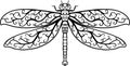 Hand drawn decorative dragonfly on white background