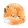 Hand drawn sleeping fox isolated on white background Royalty Free Stock Photo