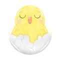 Hand drawn cute Easter chick isolated on white background. Royalty Free Stock Photo