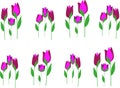 A set of colorful tulips with green leaves in the illustration.