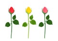 Vector rose buds. Unopened red, yellow and pink flower with green stems and leaves isolated Royalty Free Stock Photo