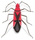 andrews cotton stainer insect vector illustration transparent background