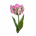 Spring striped green pink tulip isolated on white background.