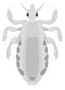 back lice insect vector illustration transparent background Royalty Free Stock Photo