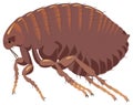 brown red flea insect vector illustration transparent background