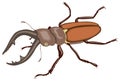 brown socrates beetle insect vector illustration transparent background