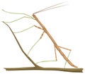 brown stick insect vector illustration transparent background