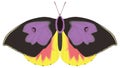 california dogface butterfly insect vector illustration transparent background Royalty Free Stock Photo