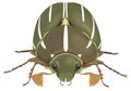 chafer insect vector illustration transparent background