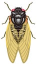 cicada insect vector illustration transparent background