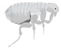 flea stay insect vector illustration transparent background Royalty Free Stock Photo