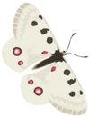 grey white yellow butterfly insect vector illustration transparent background Royalty Free Stock Photo