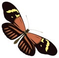 helicon butterfly insect vector illustration transparent background Royalty Free Stock Photo