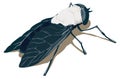 horsefly insect vector illustration transparent background