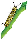 monarch caterpillar butterfly insect vector illustration transparent background Royalty Free Stock Photo