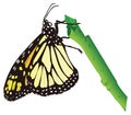 monarch butterfly insect vector illustration transparent background Royalty Free Stock Photo