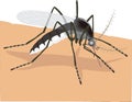 mosquito eating blood insect vector illustration transparent background Royalty Free Stock Photo