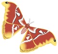 red yellow butterfly insect vector illustration transparent background Royalty Free Stock Photo