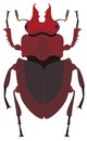 reed beetle insect vector illustration transparent background Royalty Free Stock Photo
