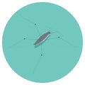 water strider insect vector illustration transparent background