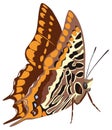 two tailed pasha butterfly insect vector illustration transparent background