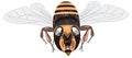 yellow black bee insect vector illustration transparent background Royalty Free Stock Photo